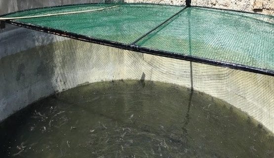 Benih ikan lele ditebar ke dalam kolam